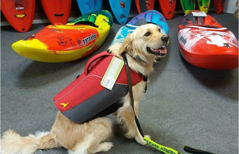 2020 Astral Bird dog Pet Buoyancy Aid-8