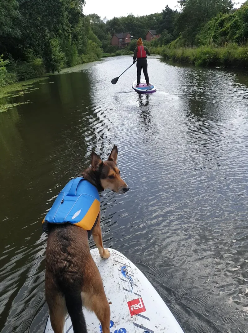 2020 Astral Bird dog Pet Buoyancy Aid-5