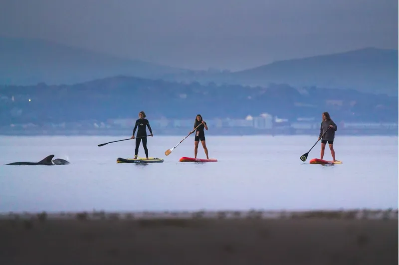 O Shea HDx 10.2 General Purpose iSUP-7